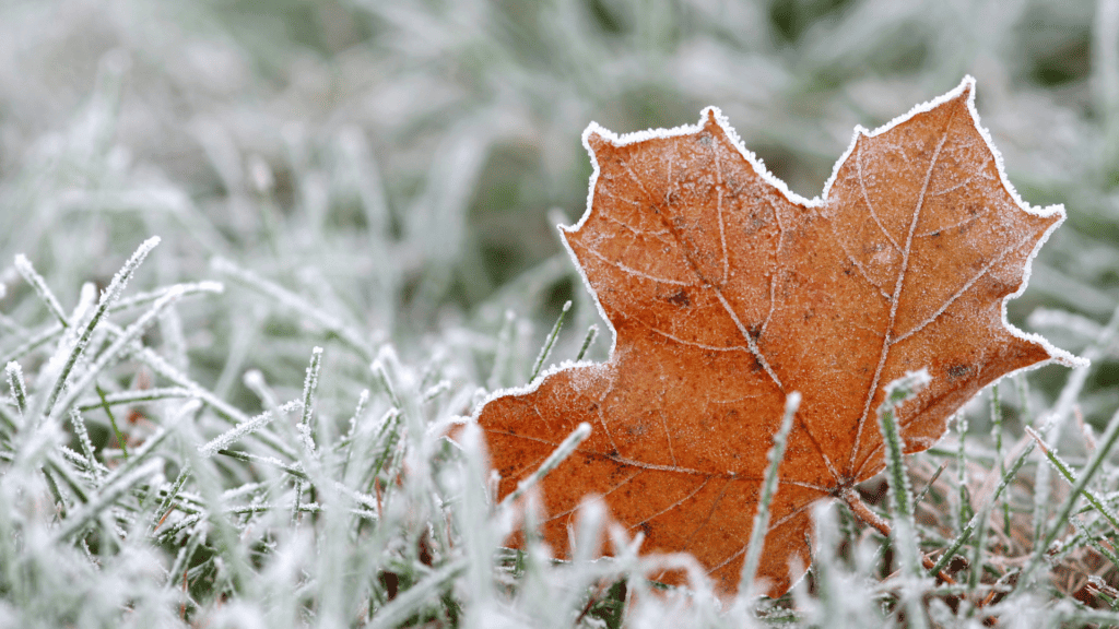 a frosty leaf